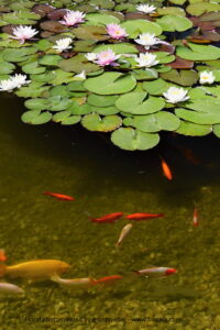 How To Build A Fish Pond Cheap